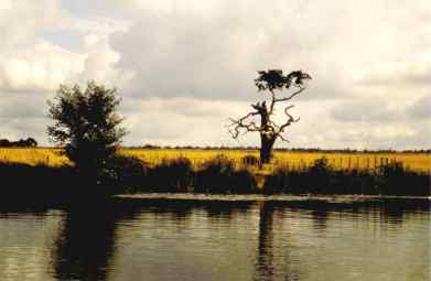 Baum am Ufer