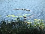 M&uuml;tterliche F&uuml;rsorge