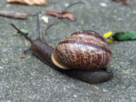Schnecke